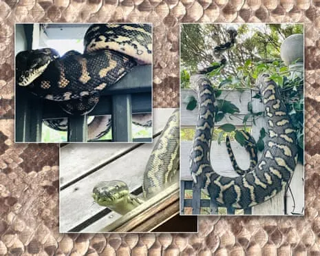 Welcoming my Serpents in the Roof: An Evolution from Dread to Admiration