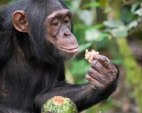 Apes Consume Daily Alcohol Comparable to a Beer from Ripe Figs