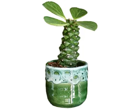 Can My Euphorbia Ritchiei Ever Sprout Back?